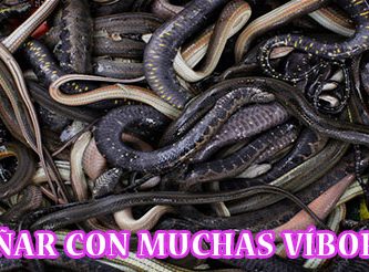 ¿Qué Significa Soñar con Muchas Víboras?