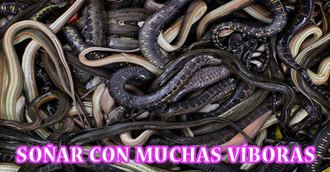 ¿Qué Significa Soñar con Muchas Víboras?