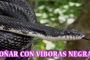 ¿Qué Significa Soñar con Víboras Negras? ¿Qué Significa Soñar con Víboras Negras?