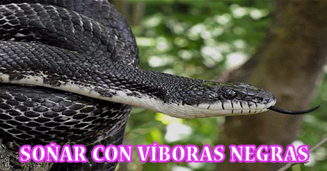 ¿Qué Significa Soñar con Víboras Negras?