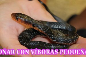 ¿Qué Significa Soñar con Víboras Pequeñas? ¿Qué Significa Soñar con Víboras Pequeñas?