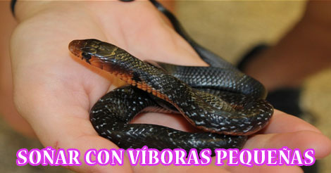 ¿Qué Significa Soñar con Víboras Pequeñas?