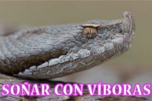 ¿Qué Significa Soñar con Víboras o Serpientes? ¿Qué Significa Soñar con Víboras o Serpientes?