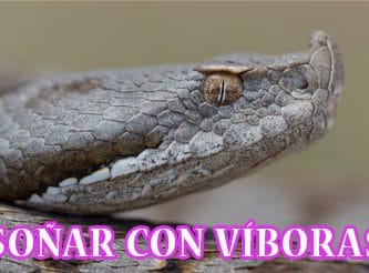 ¿Qué Significa Soñar con Víboras o Serpientes?