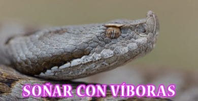 ¿Qué Significa Soñar con Víboras o Serpientes?