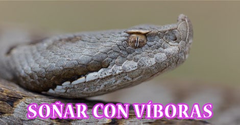 ¿Qué Significa Soñar con Víboras o Serpientes?