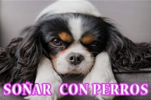 ¿Qué Significa Soñar con Perros? ¿Qué Significa Soñar con Perros?