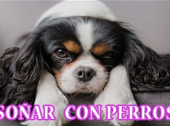 ¿Qué Significa Soñar con Perros?