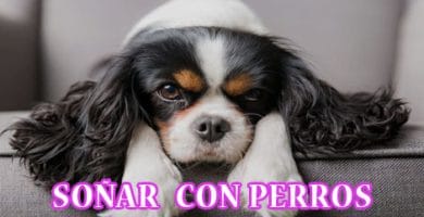 ¿Qué Significa Soñar con Perros?