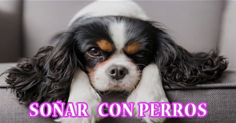 ¿Qué Significa Soñar con Perros?
