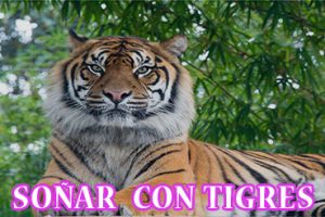 ¿Qué Significa Soñar con Tigres? ¿Qué Significa Soñar con Tigres?