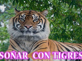 ¿Qué Significa Soñar con Tigres?