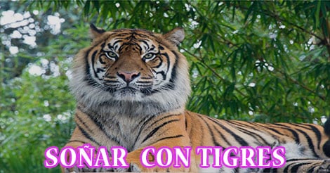 ¿Qué Significa Soñar con Tigres?