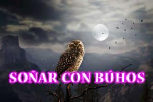 Soñar con búhos Soñar con búhos
